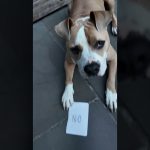 When the PaWz marketing girl has an “idea”… #socialmediamarketing #doglover #dogshorts When the PaWz marketing girl has an “idea”… #socialmediamarketing #doglover #dogshorts